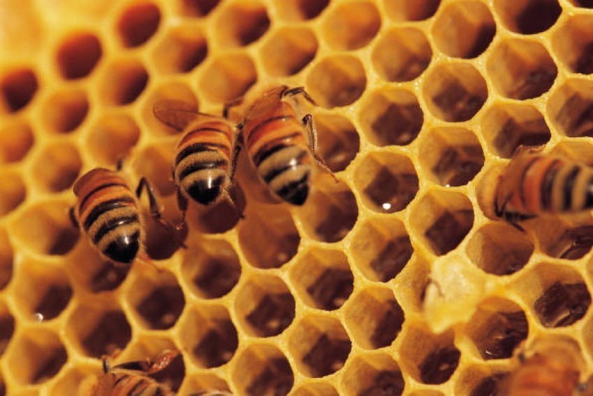  Honey Taste Sunrise Vista Camas WA